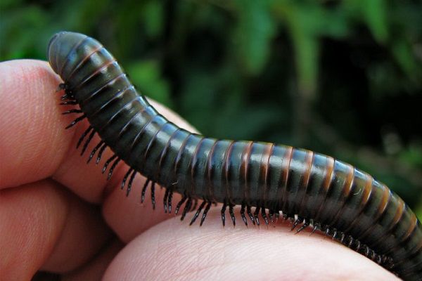 Đặc tính, công dụng và phương thuốc trị liệu của cuốn chiếu