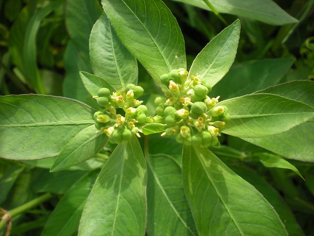 Đại kích - Đặc tính, công dụng và phương thuốc trị liệu