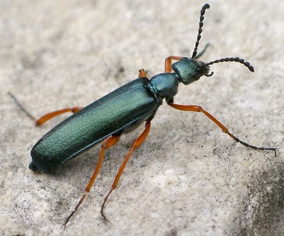 Đặc tính, công dụng, phương thuốc trị liệu của Địa đản