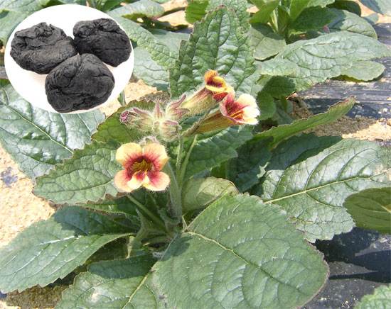 Địa hoàng có công dụng gì? Trị bệnh gì?