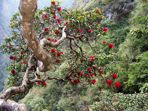 Dương trịch trục - Đặc tính, công dụng và phương thuốc trị liệu