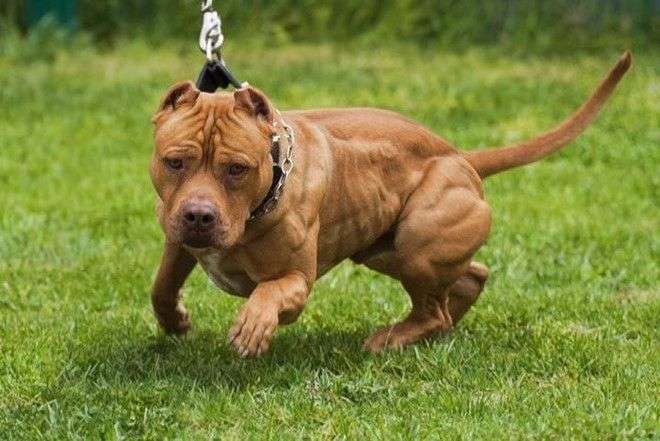 Đặc tính, công dụng của Dương vật chó