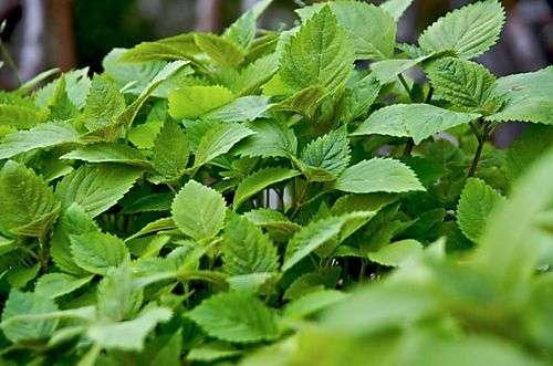 Đặc tính, công dụng của Giả tô (kinh giới)