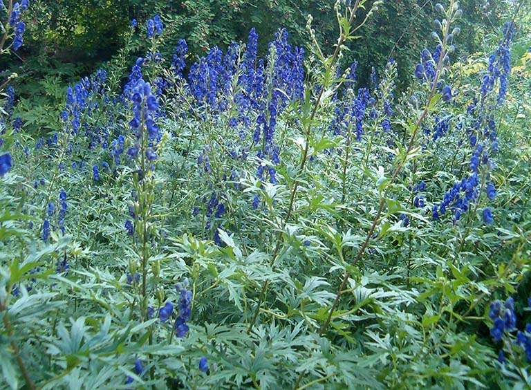 Xuyên ô đầu có công dụng gì? Cách trị bệnh bằng Xuyên ô đầu.