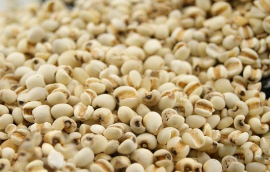 Đặc tính, công dụng và phương thuốc trị liệu của hạt bo bo