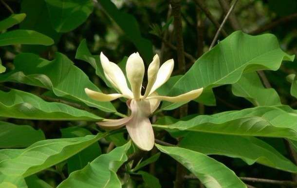 Công dụng của Hậu phác