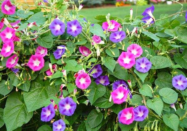 Đặc tính, công dụng của hoa Bìm bìm