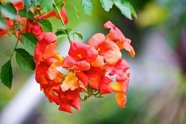 Đặc tính, công dụng của Tử uy