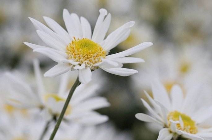 Hoàn phục hoa - Đặc tính, công dụng và phương thuốc trị liệu