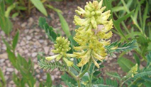 Hoàng kỳ có công dụng gì?