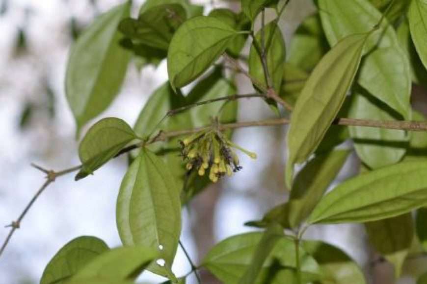 Triệu chứng ngộ độc cây Hoàng nàn