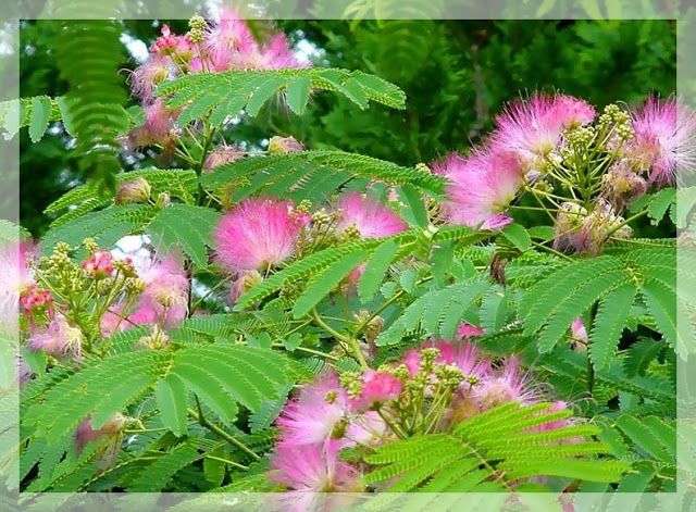 Đặc tính, công dụng của Hợp hoan