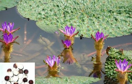 Đặc tính, công dụng, phương thuốc trị liệu của khiếm thực