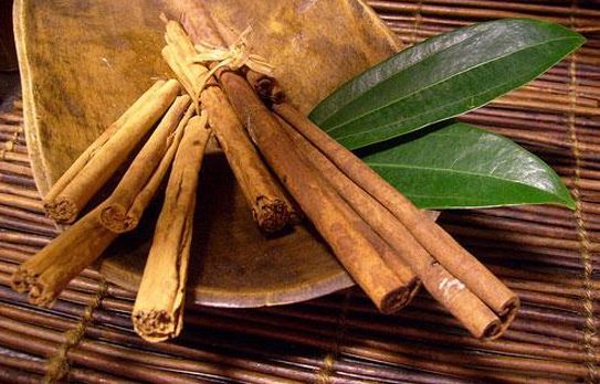 Đặc tính, công dụng, phương thuốc trị liệu của khuẩn quế