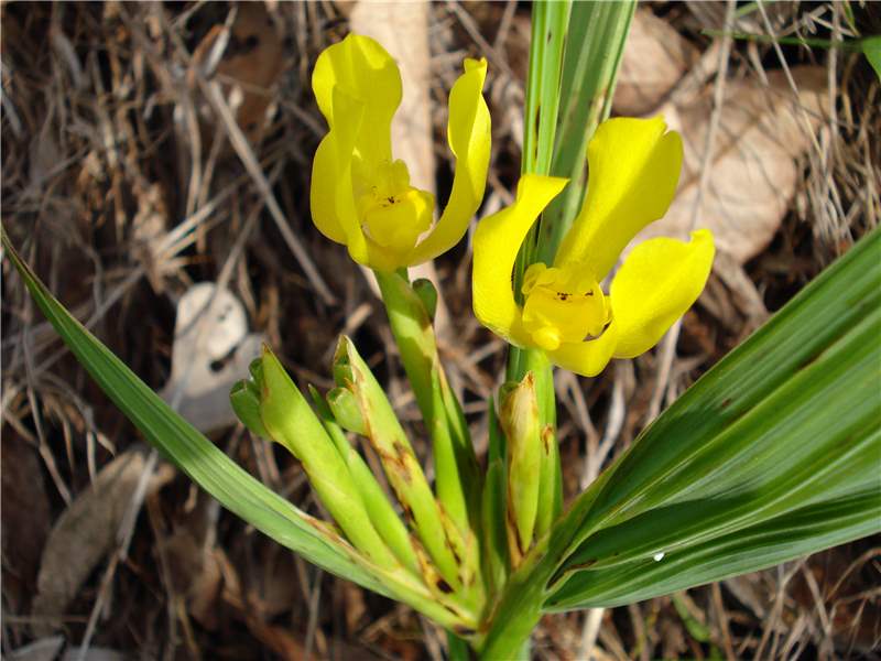 Đặc tính, công dụng của Lãi thực