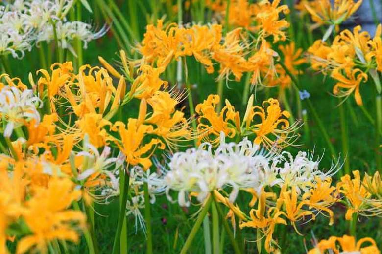 Triệu chứng ngộ độc trong Lan thoát bào