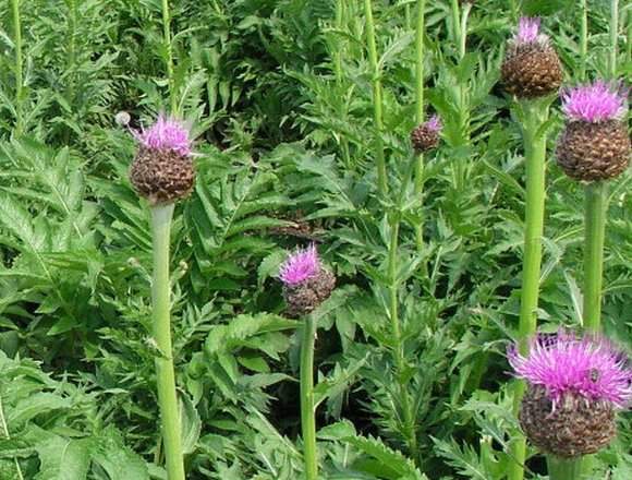 Đặc tính, công dụng, phương thuốc trị liệu của lậu lô