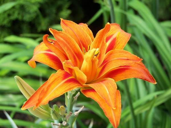 Lê lô - Đặc tính, công dụng và phương thuốc trị liệu