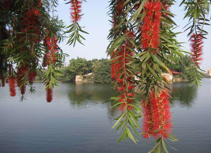 Liễu hoa - Đặc tính, công dụng và phương thuốc trị liệu