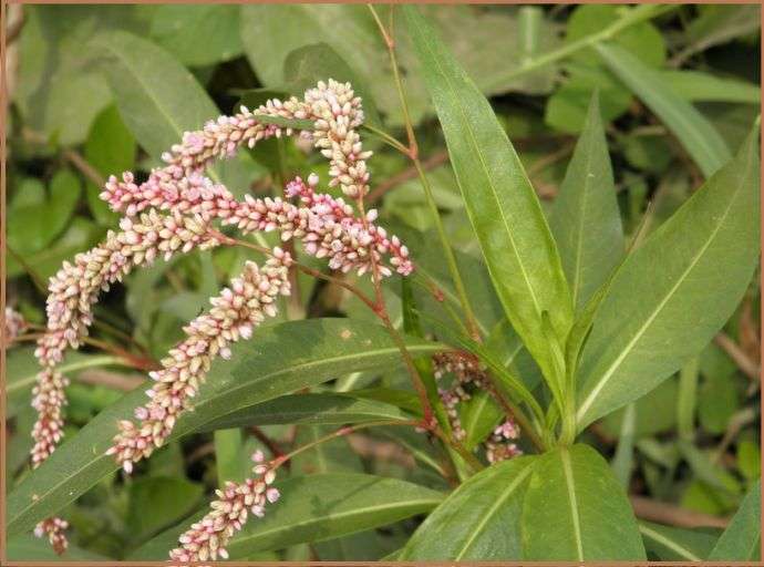 Đặc tính, công dụng của Liễu thực