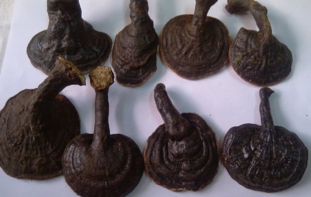 Đặc tính, công dụng của linh chi đen