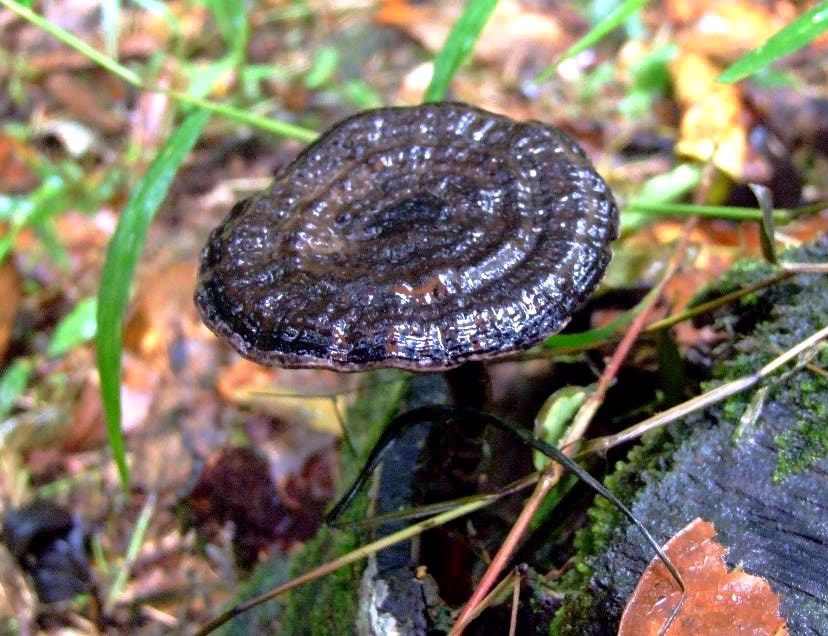 Đặc tính, công dụng của linh chi tím