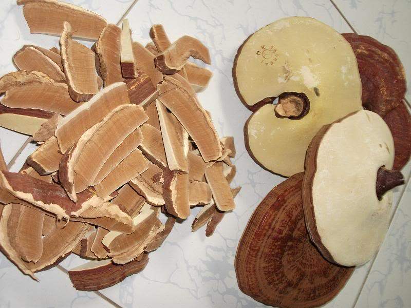 Đặc tính, công dụng của linh chi trắng