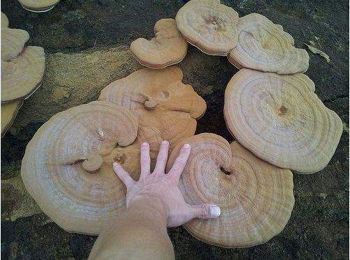 Đặc tính, công dụng của linh chi vàng