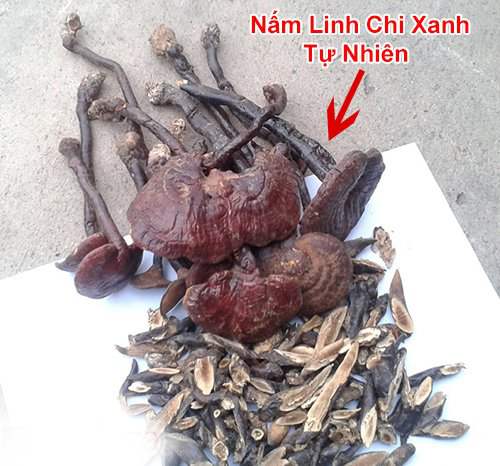 Đặc tính, công dụng của linh chi xanh