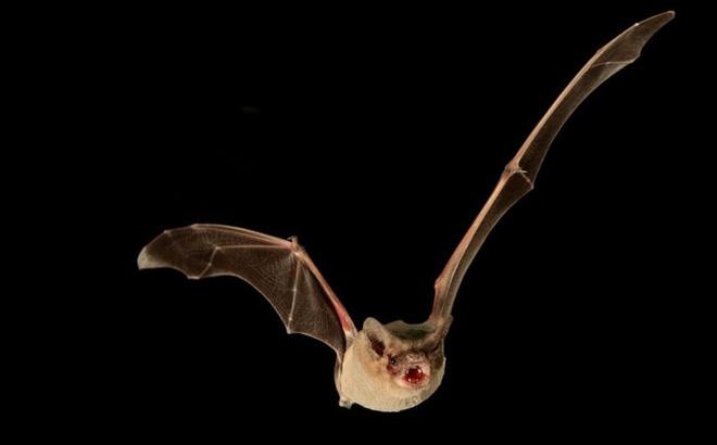 Loài dơi - Sinh linh kỳ diệu trong thế giới đen tối.