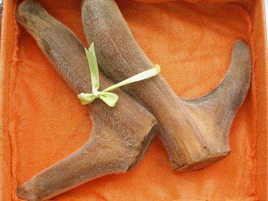 Đặc tính, công dụng của Lộc nhung