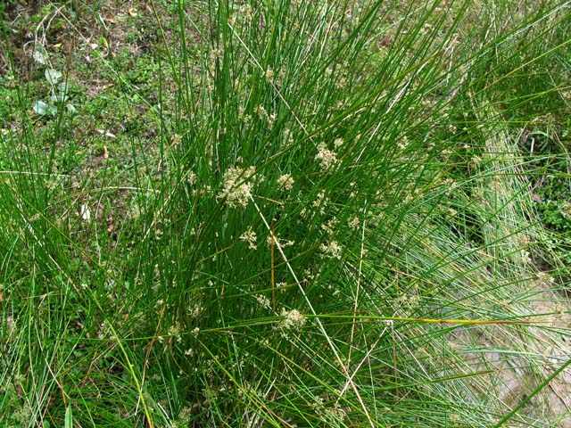 Đặc tính, công dụng, phương thuốc trị liệu của Long tu thảo