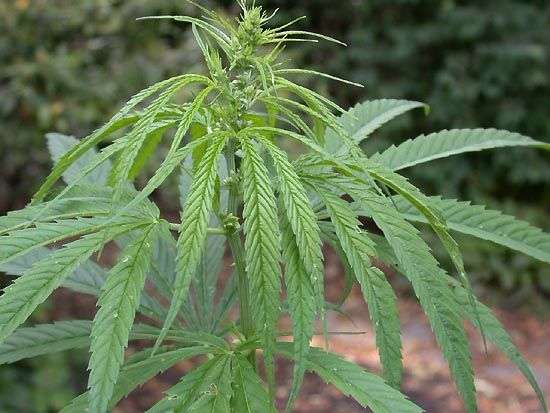 Đặc tính, công dụng, phương thuốc trị liệu của ma phần