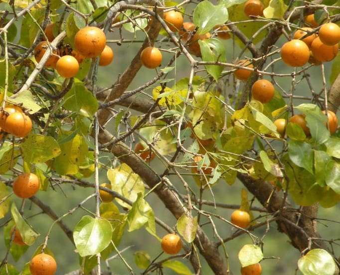 Chất độc và triệu chứng ngộ độc trong Mã tiền