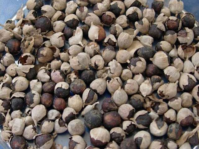 Đặc tính, công dụng, phương thuốc trị liệu của Mạn kinh thực