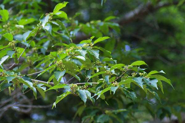 Cẩn trọng chất độc trong mận rừng