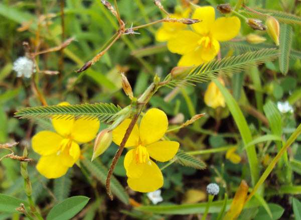 Chất độc trong cây Muồng trinh nữ