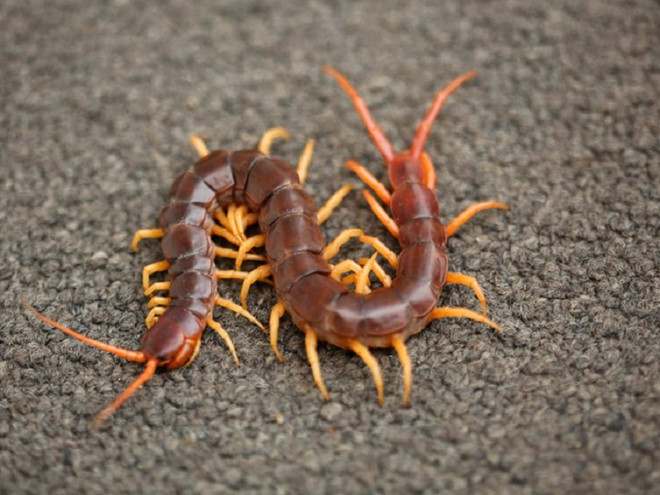 Lấy độc trị độc trong đông y