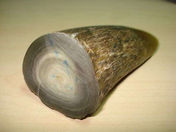 Đặc tính, công dụng của Ngưu giác tai