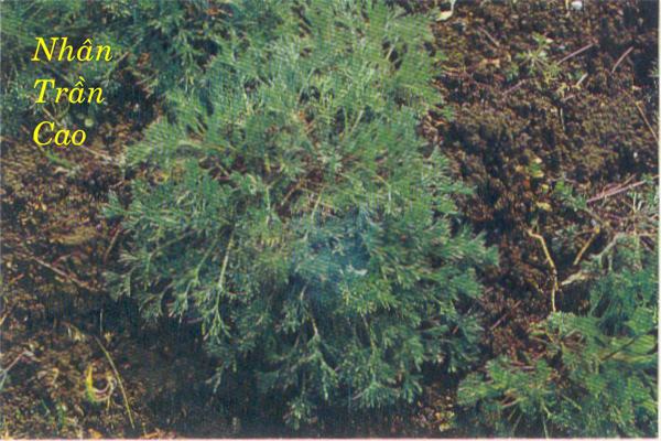 Đặc tính, công dụng, phương thuốc trị liệu của Nhân trần cao