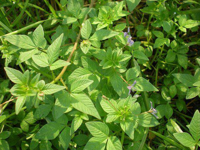 Đặc tính, công dụng, phương thuốc trị liệu của nhuy hạch