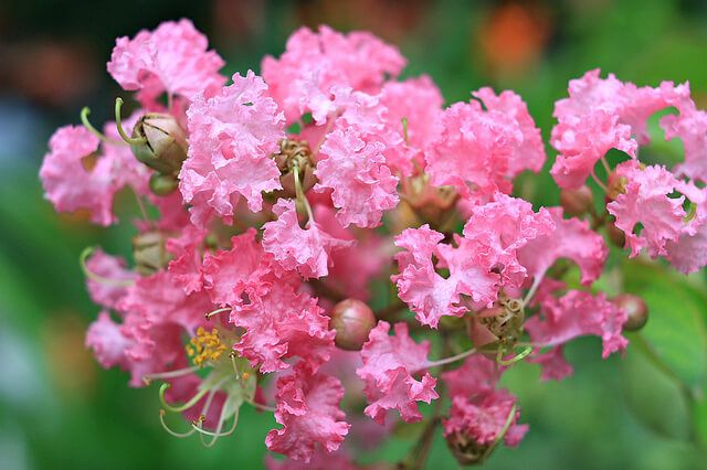 Nữ thanh - đặc tính, công dụng và phương thuốc trị liệu