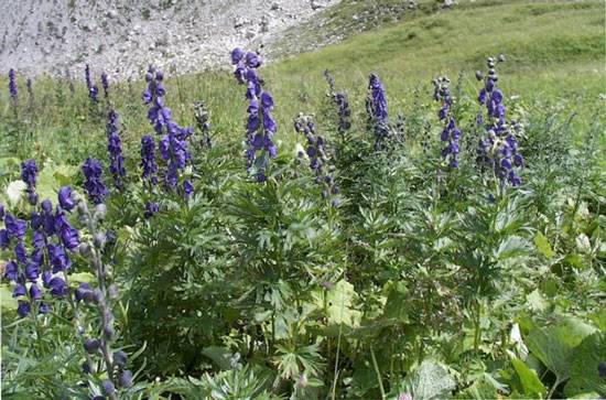 Ô đầu, đặc tính, công dụng và phương thuốc trị liệu