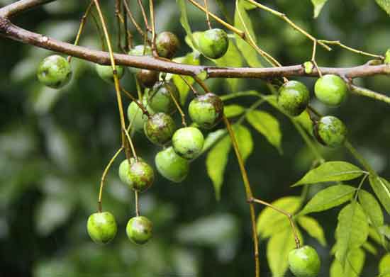 Đặc tính, công dụng, phương thuốc trị liệu của quả xoan