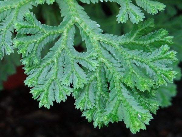 Đặc tính, công dụng, phương thuốc trị liệu của quyển bá