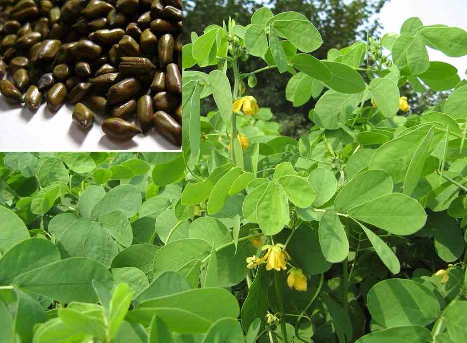 Đông y chăm sóc mắt