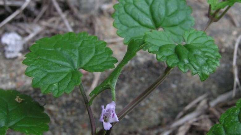 Cẩn trọng chất độc trong rau má lông