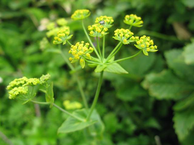 Đặc tính, công dụng của Sài hồ