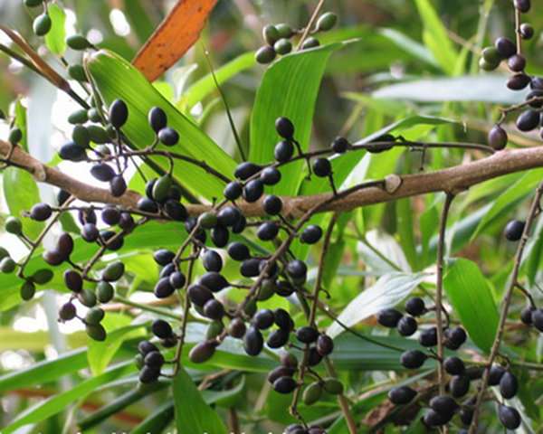 Triệu chứng ngộ độc khi ăn phải quả của Sầu đâu cứt chuột