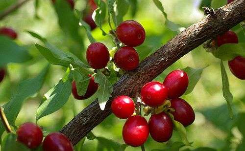 Đặc tính, công dụng của Sơn thù du